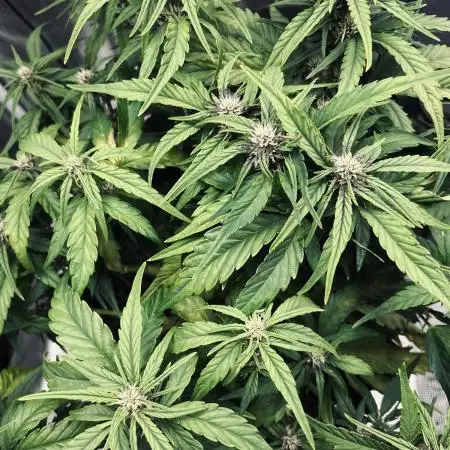 Fastbuds Head to Head. Strawberry Gorilla Vs. Banana Purple Punch