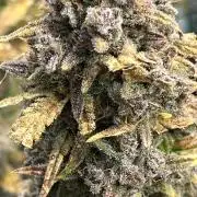 Fastbuds Head to Head. Strawberry Gorilla Vs. Banana Purple Punch