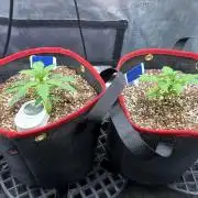 Blueberry Muffin Tray2Grow