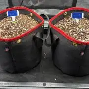 Blueberry Muffin Tray2Grow
