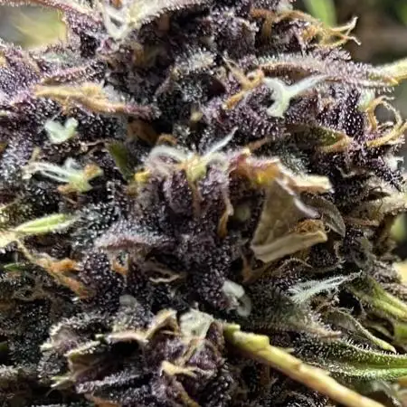 Fastbuds Head to Head. Strawberry Gorilla Vs. Banana Purple Punch