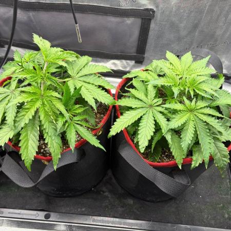 Blueberry Muffin Tray2Grow