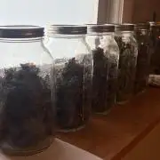 Banana Purple Punch RF3