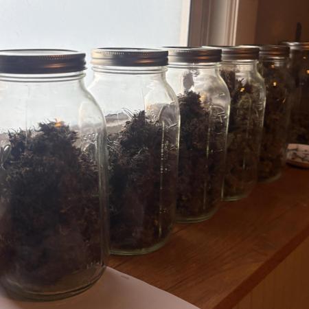 Banana Purple Punch RF3