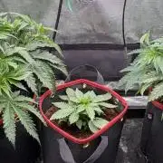 Blueberry Muffin Tray2Grow