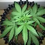 Lewis's Pineapple Express