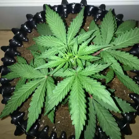 Lewis's Pineapple Express