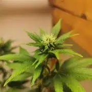 Daughters 1st Grow With Me