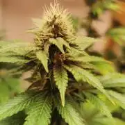 Daughters 1st Grow With Me