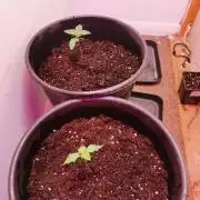 Daughters 1st Grow With Me