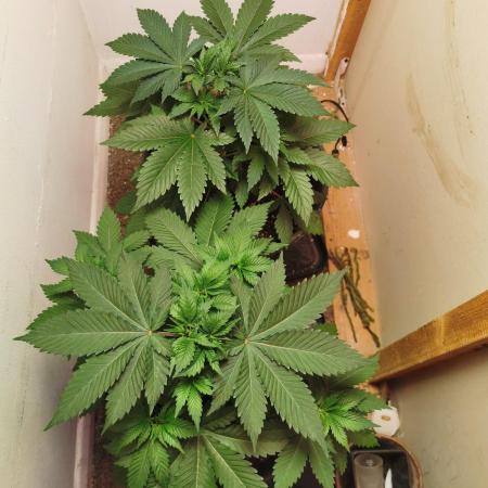 Daughters 1st Grow With Me