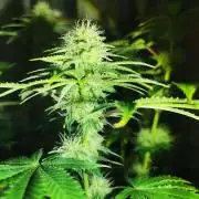 Daughters 1st Grow With Me