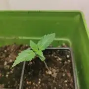 Daughters 1st Grow With Me