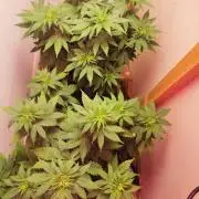 Daughters 1st Grow With Me