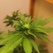 Daughters 1st Grow With Me