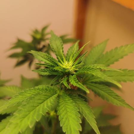 Daughters 1st Grow With Me