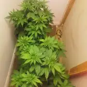 Daughters 1st Grow With Me