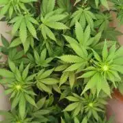Daughters 1st Grow With Me