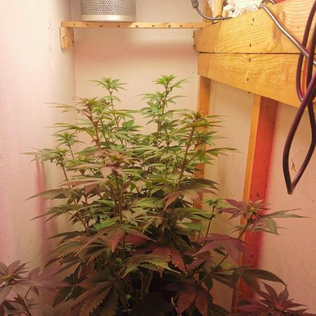 Daughters 1st Grow With Me
