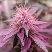 Daughters 1st Grow With Me
