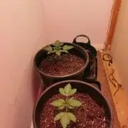 Daughters 1st Grow With Me