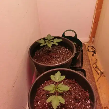 Daughters 1st Grow With Me