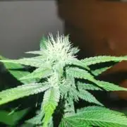 Daughters 1st Grow With Me