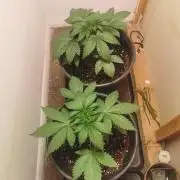 Daughters 1st Grow With Me