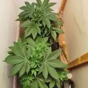 Daughters 1st Grow With Me
