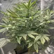 Ice Cream Cake in Hydro (DWC)