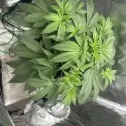 Godfather Bomb (DWC)