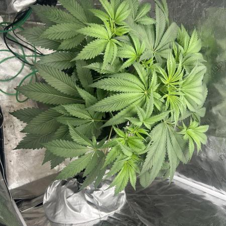 Godfather Bomb (DWC)