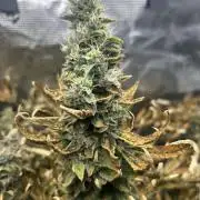 Ice Cream Cake (DWC)