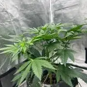 Bay 11 (DWC)