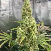 Bay 11 (DWC)