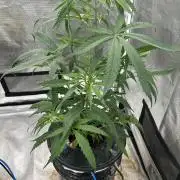 Strawberry Cough (DWC)