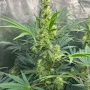 Bay 11 (DWC)