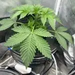 Blimburn Blue Dream in Hydro