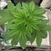Chocolope (DWC)
