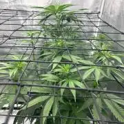 Mimosa x The Brunch “Lover’s Cut” DWC