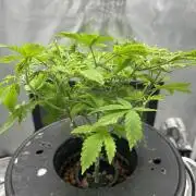 Maui Waui in Hydro (DWC)