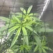 Strawberry Cough (DWC)