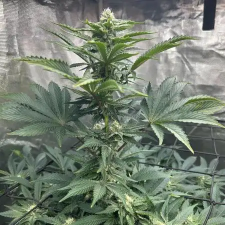 Dream Widow (DWC)