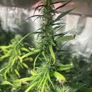 Golden Tiger (DWC)