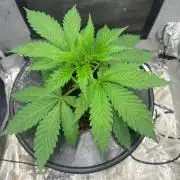 Mimosa x The Brunch “Lover’s Cut” DWC