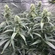 Maui Waui (DWC) 2