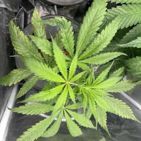 Desfran in hydro