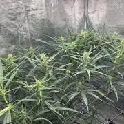 Strawberry Cough (DWC) 2