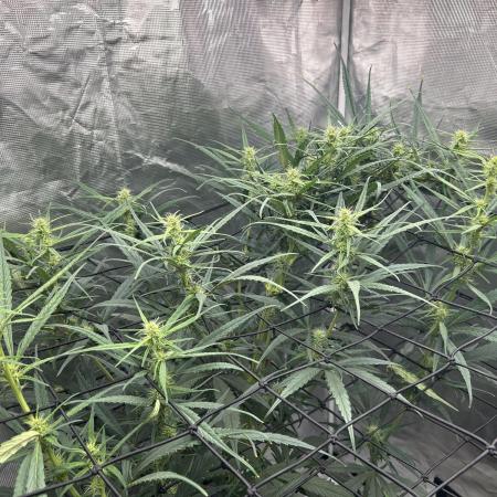 Strawberry Cough (DWC) 2