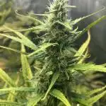 Desfran in hydro